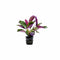 Purple Waffle “Red Krinkle” (Hemigraphis exotica)
