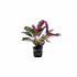 Purple Waffle “Red Krinkle” (Hemigraphis exotica)