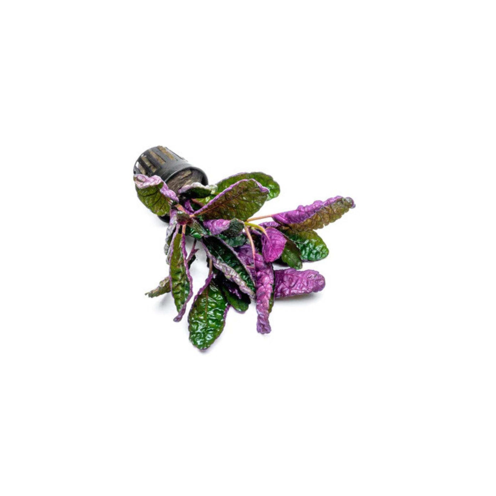 Purple Waffle “Red Krinkle” (Hemigraphis exotica)