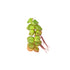 Red Root Floater Phyllanthus Fluitans