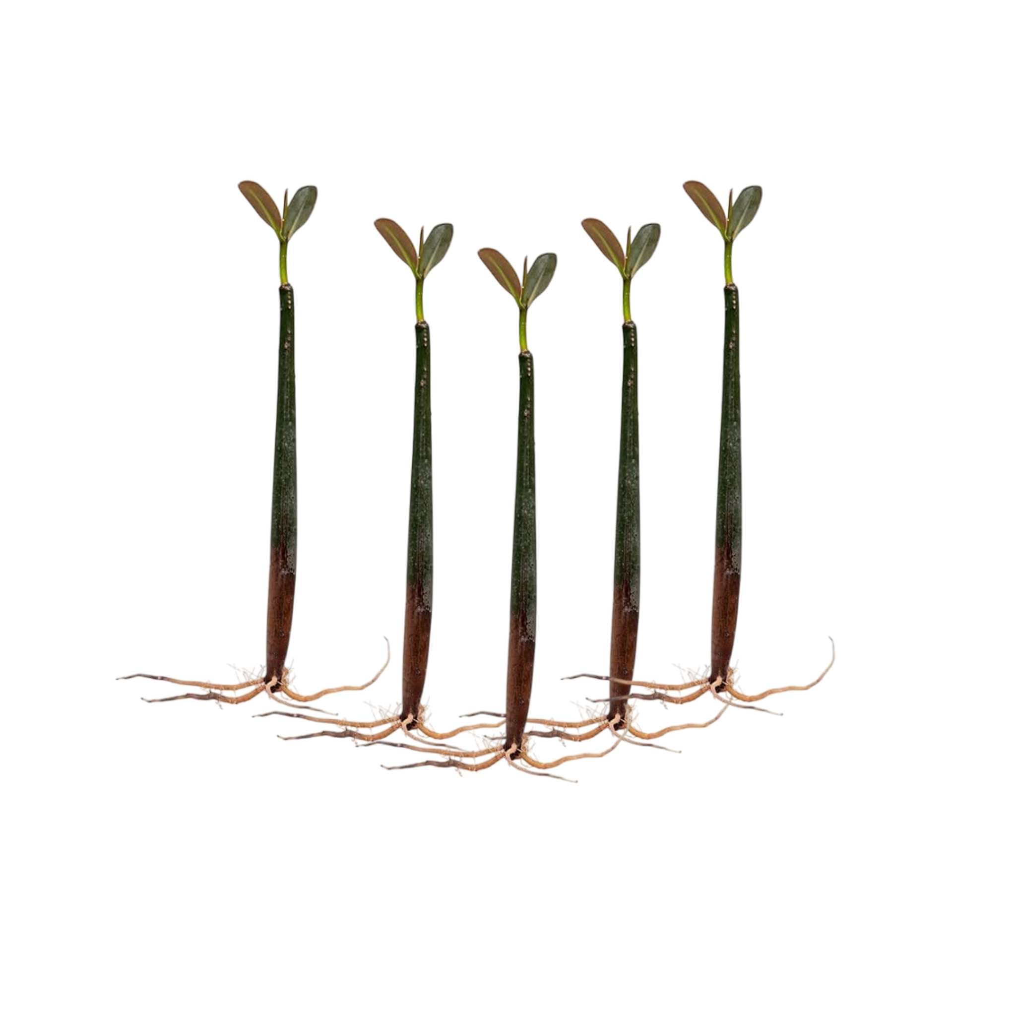 Mangrove Red (Rhizophora mangle)