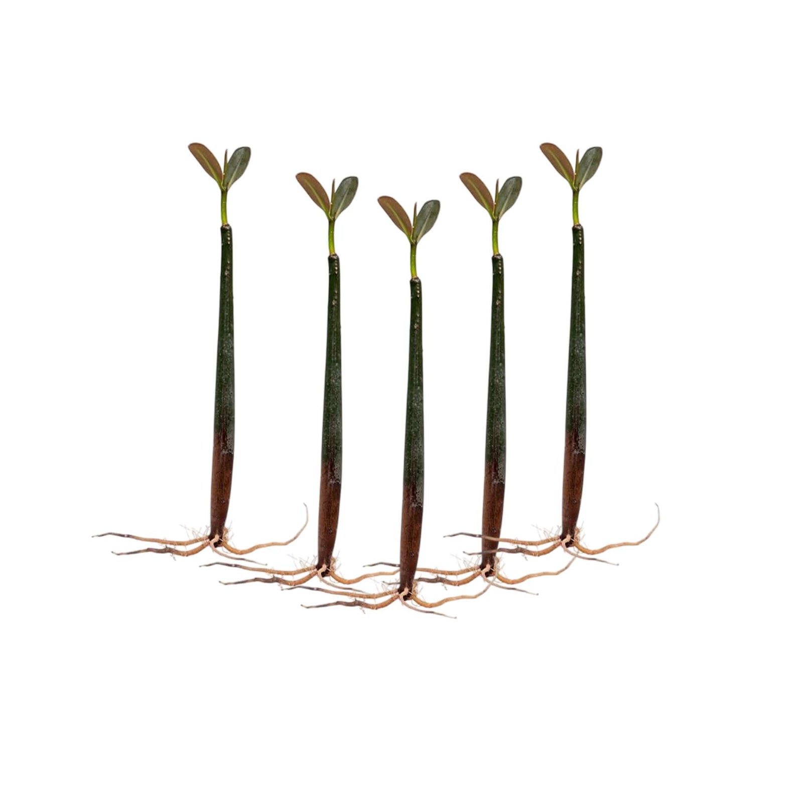 Mangrove Red (Rhizophora mangle)