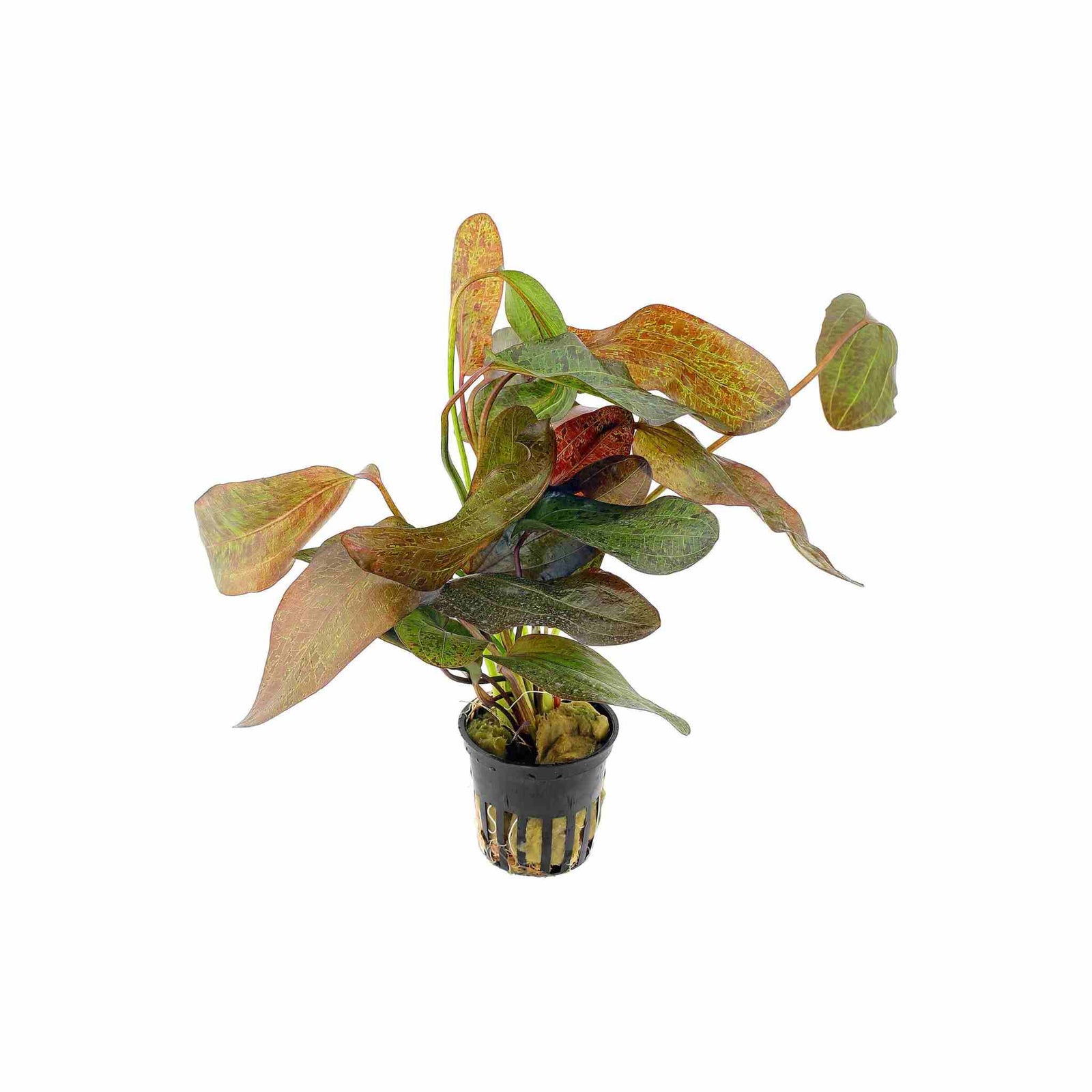 Amazon Sword Echinodorus Ozelot Red