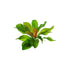 Amazon Sword Echinodorus (Red Pearl)