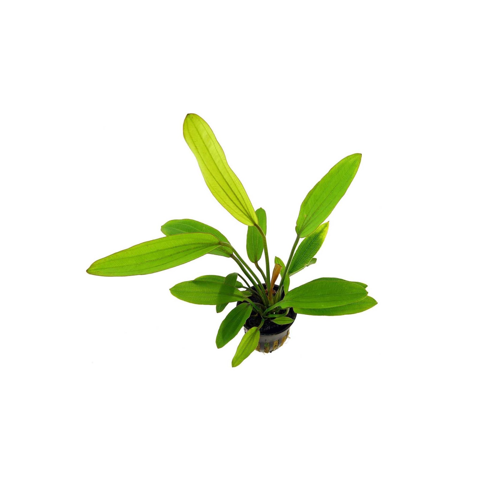 Amazon Sword Echinodorus Red Rose