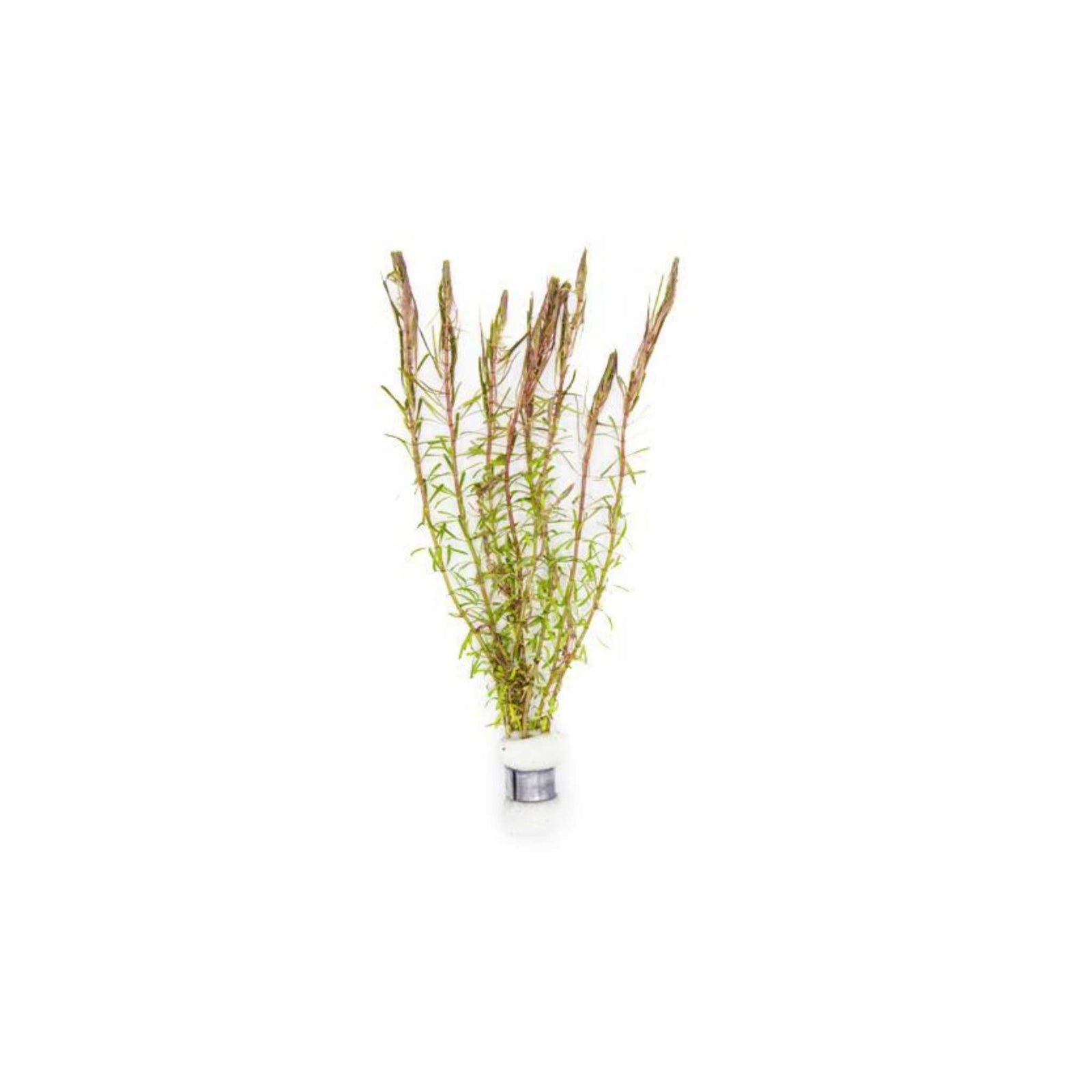 Rotala Wallichii (Bright Red) Plant