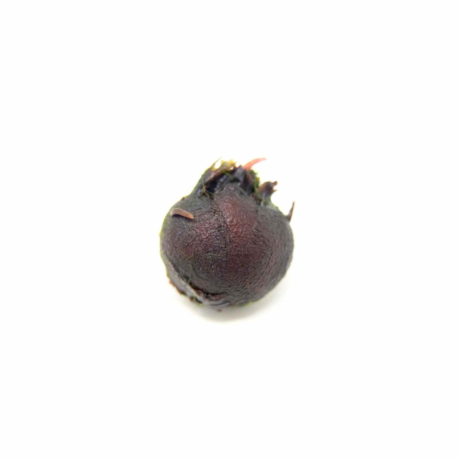 Red Tiger Lotus Nymphaea zenkeri bulb ready for planting USA