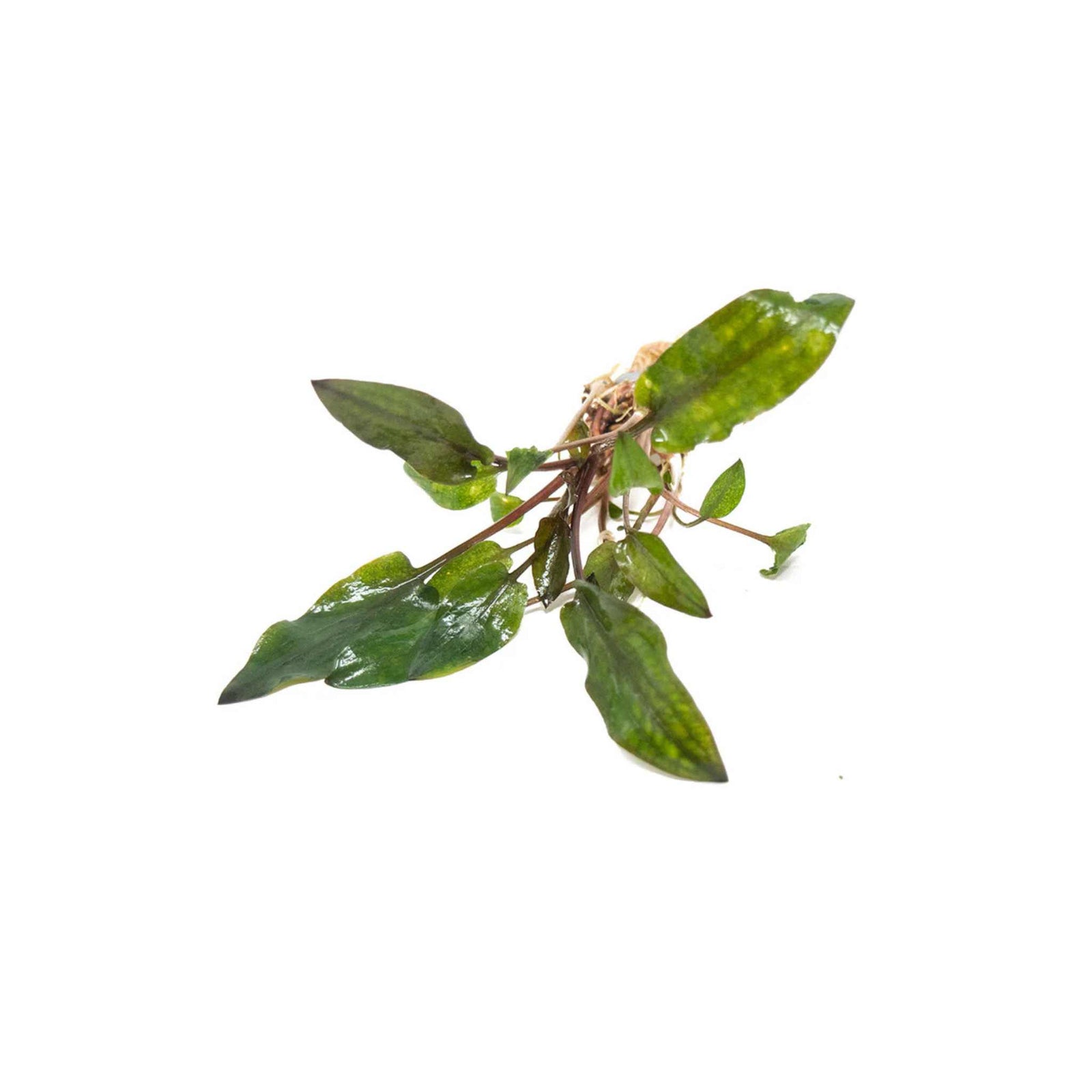 Cryptocoryne Wendtii Red