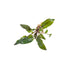Cryptocoryne Wendtii Red