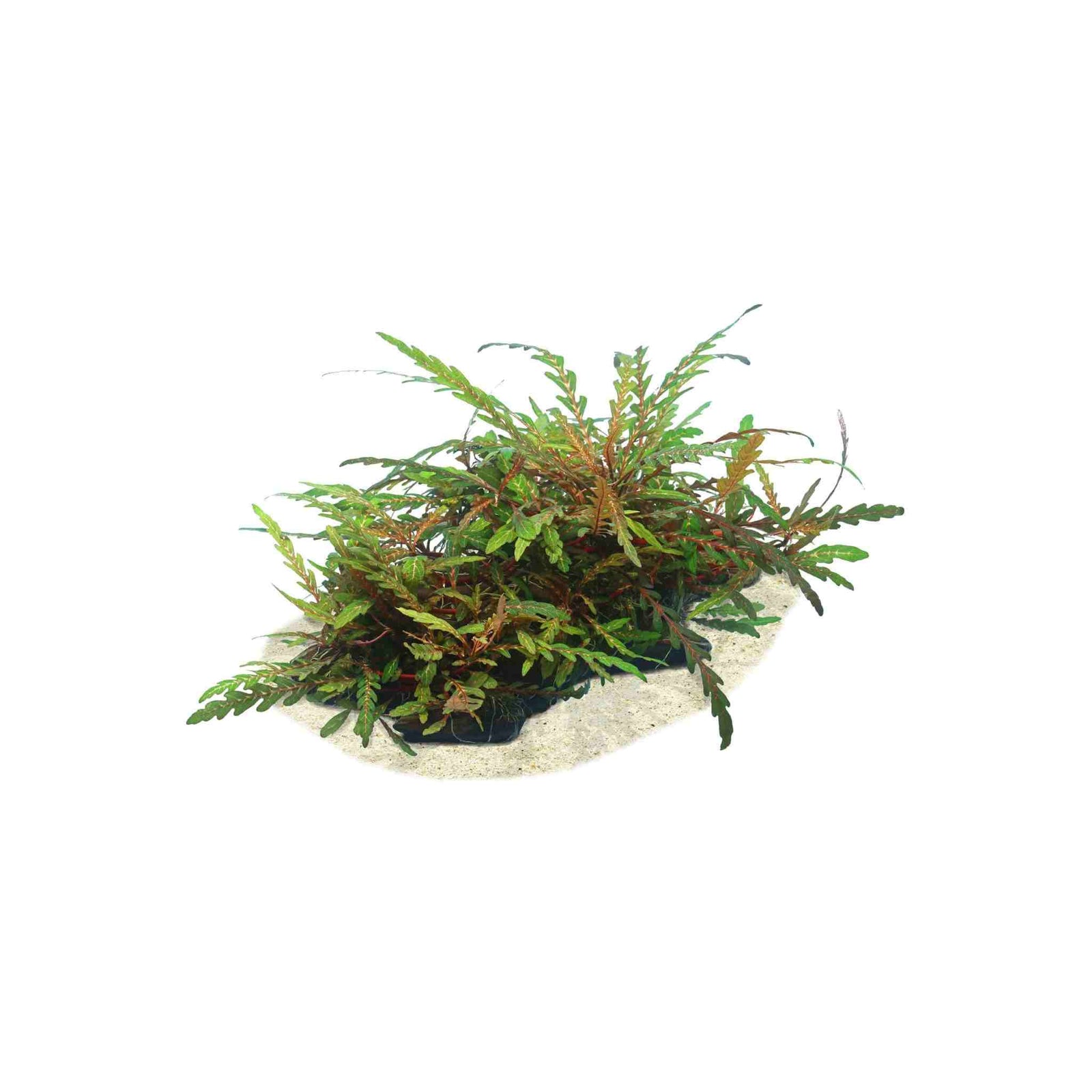 Hygrophila Pinnatifida