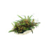 Hygrophila Pinnatifida