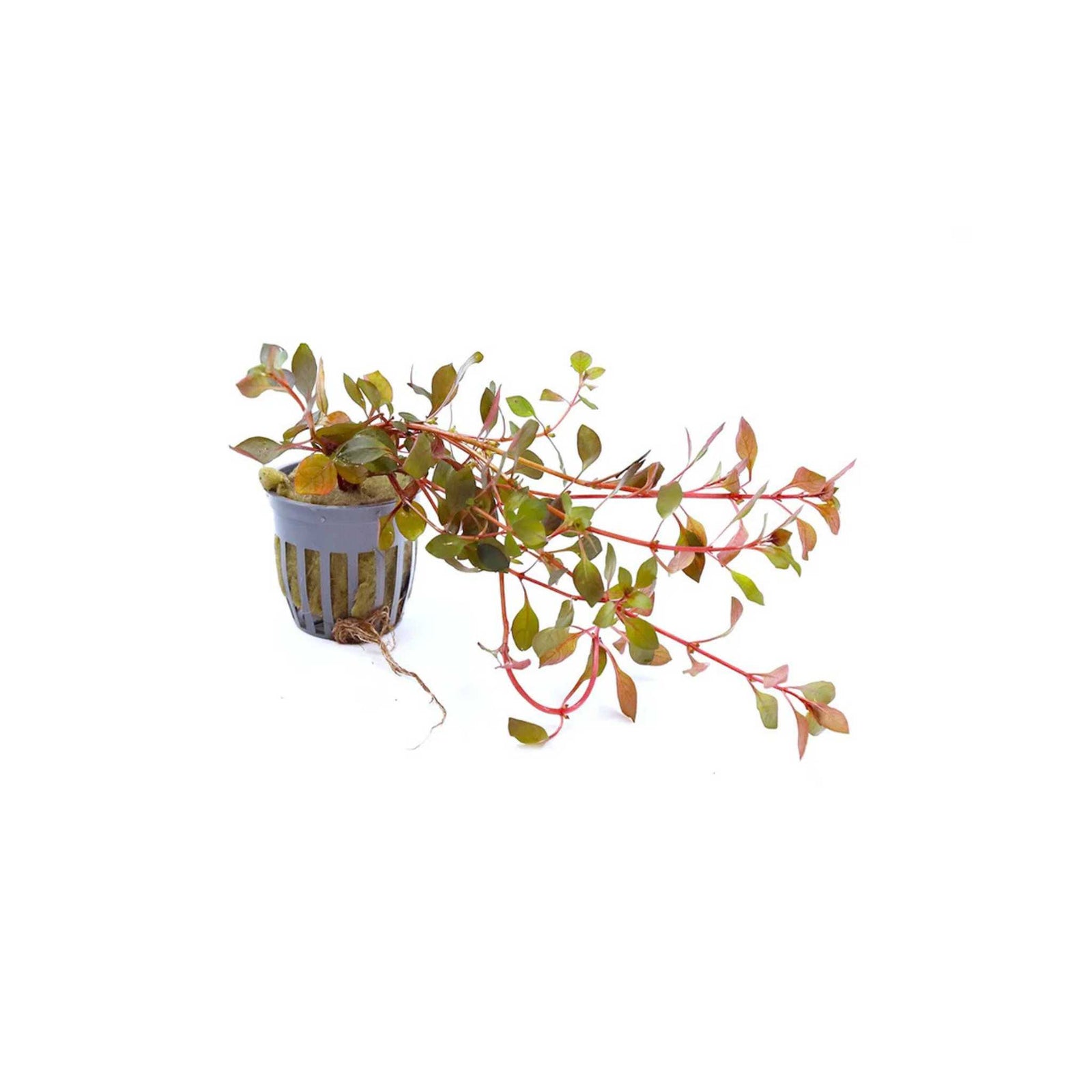Ludwigia Repens (Super Red Mini)
