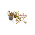 Ludwigia Repens (Super Red Mini)