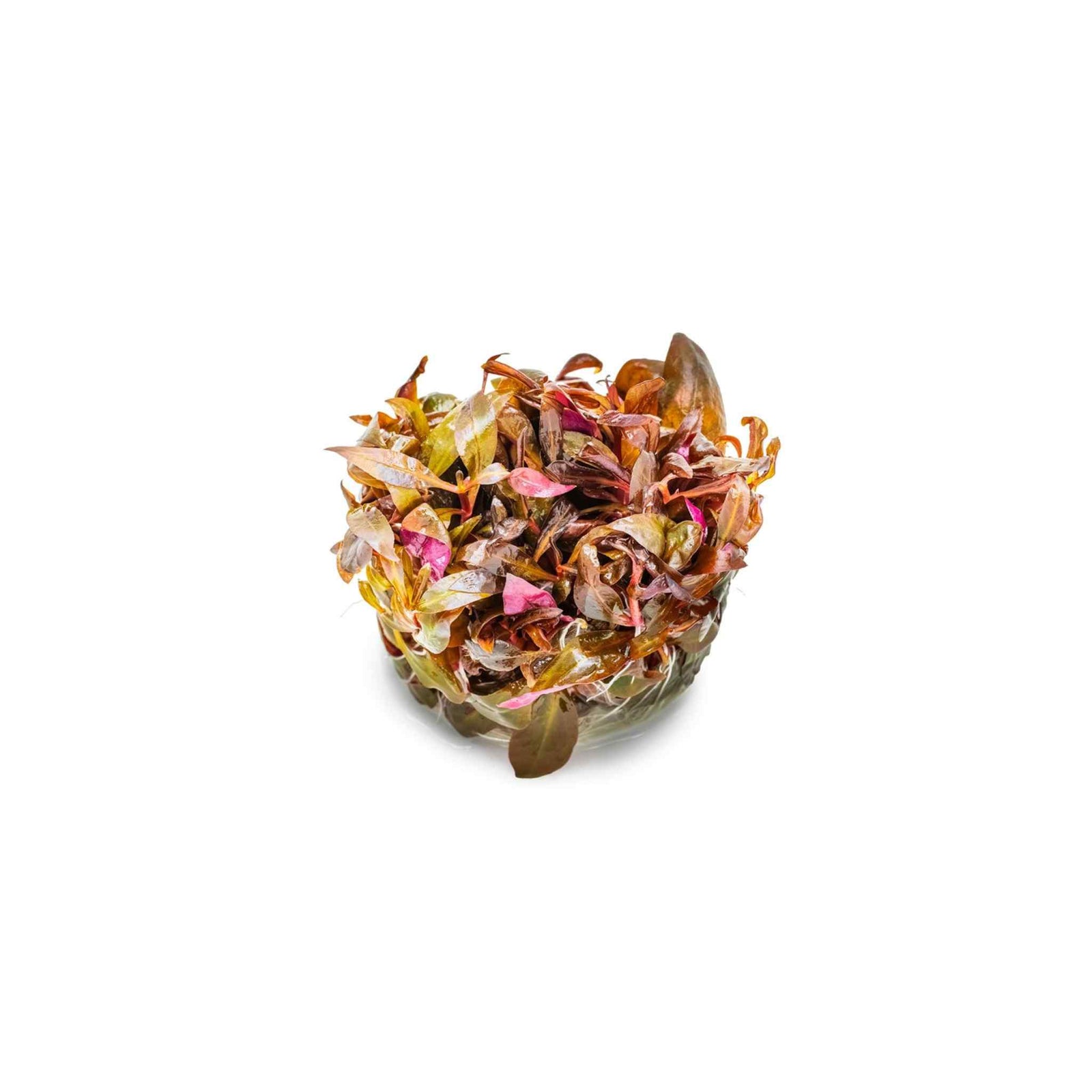 Alternanthera reineckii 'Mini' - Tissue Culture.