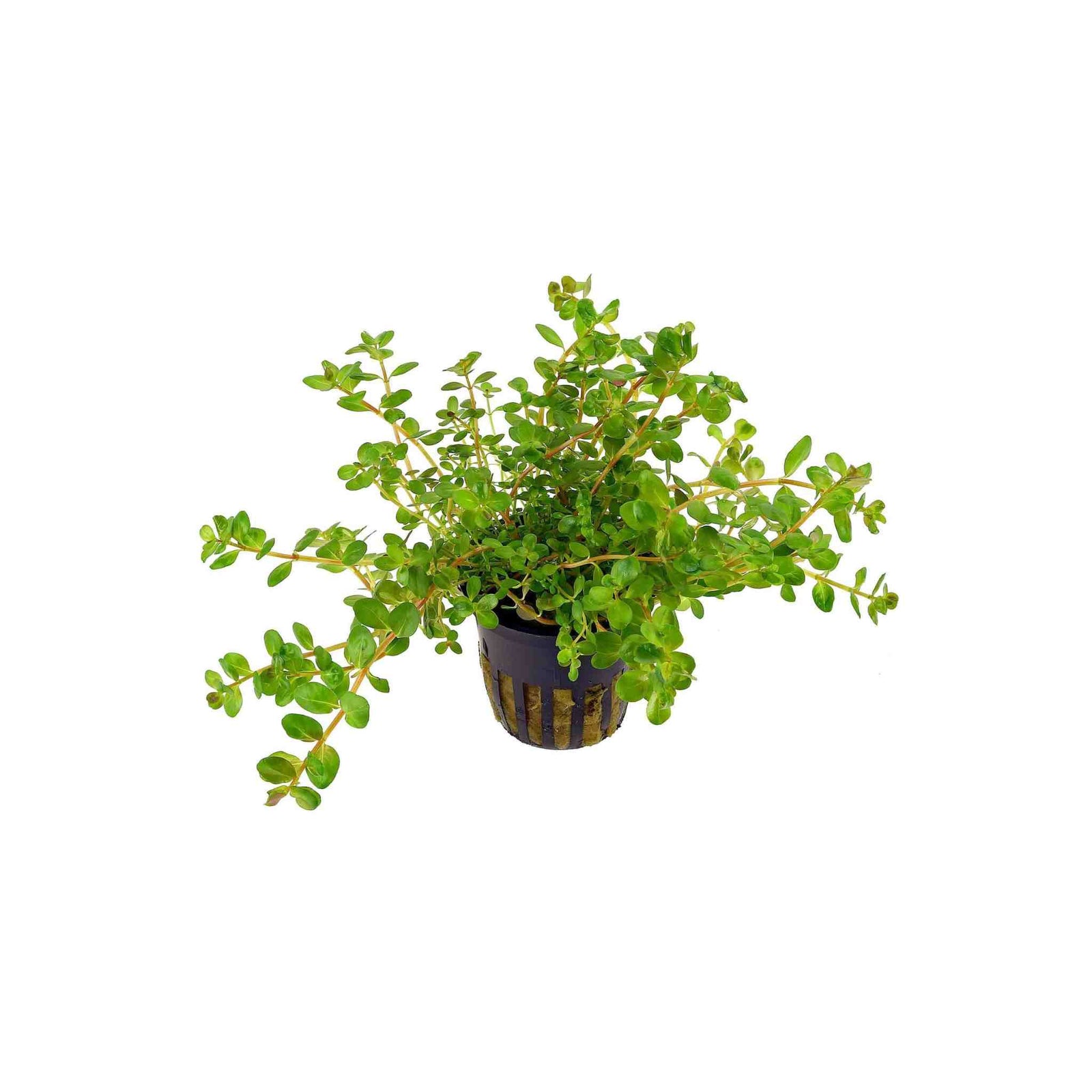 Rotala Indica Rotundifolia