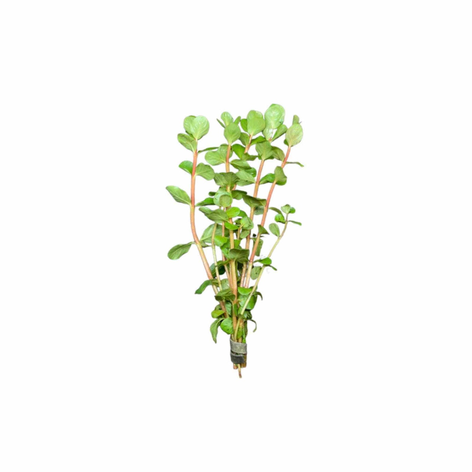 Rotala Vietnam HRa
