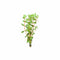 Rotala Vietnam HRa