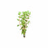 Rotala Vietnam HRa