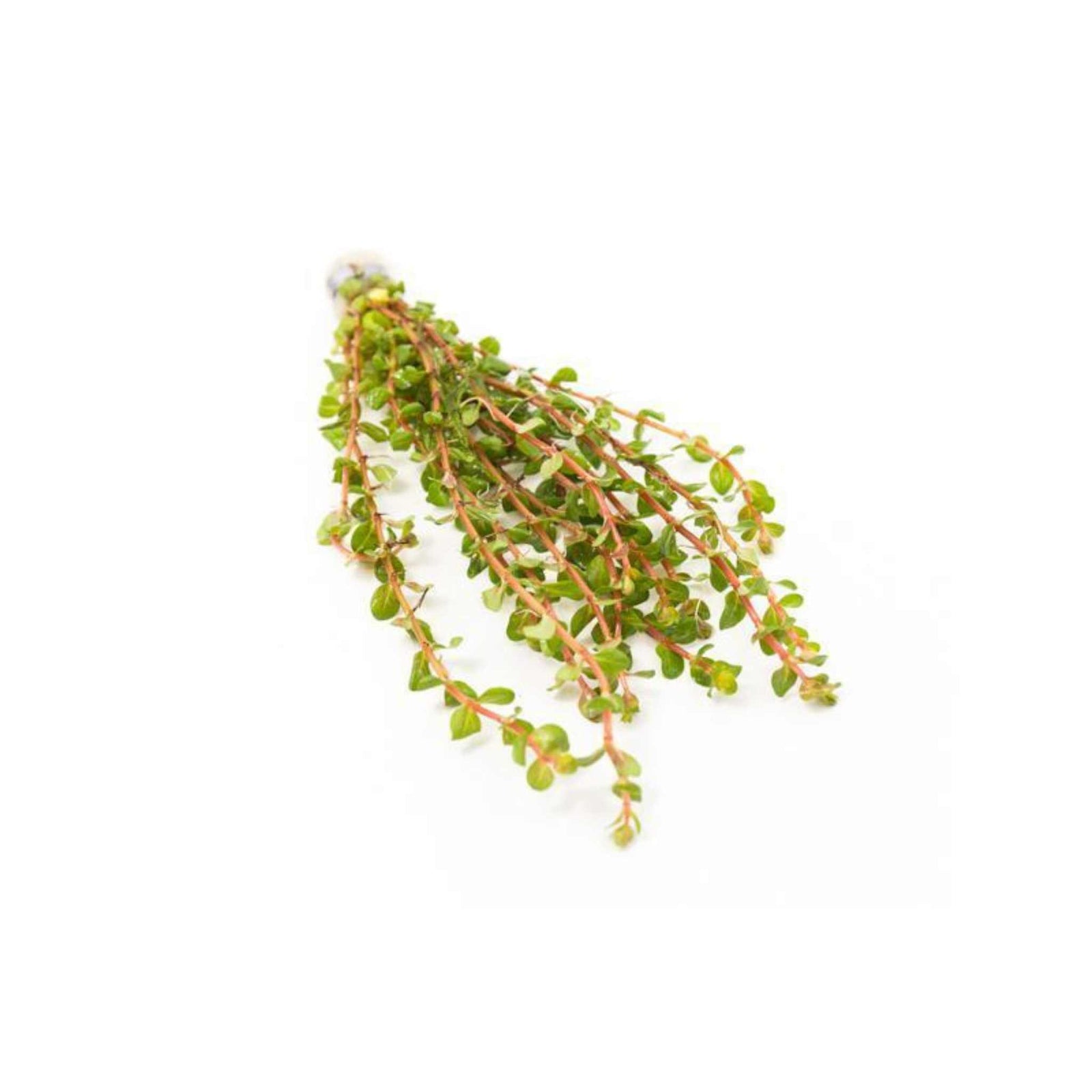 Rotala Vietnam HRa