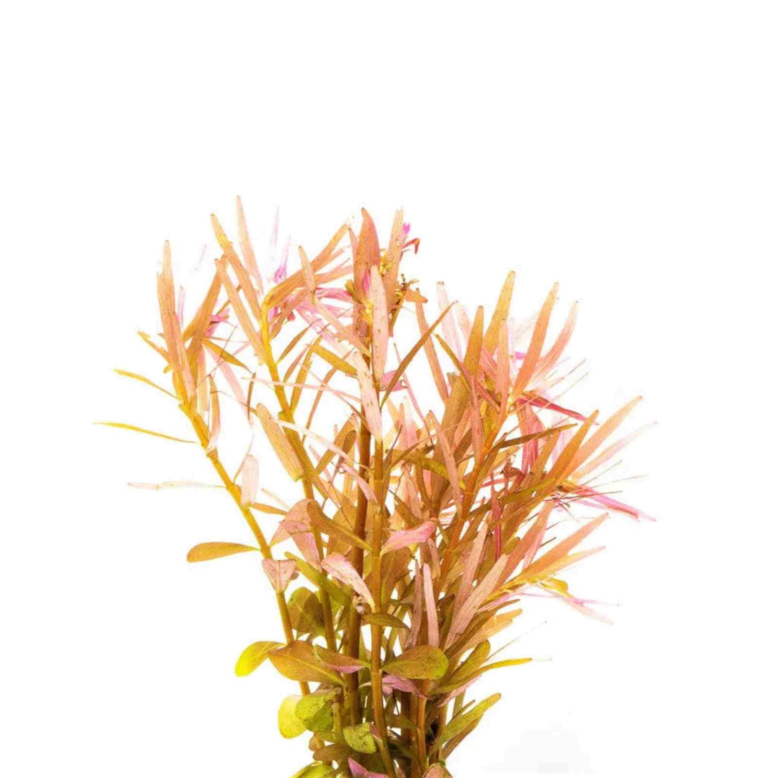 Rotala Vietnam HRa