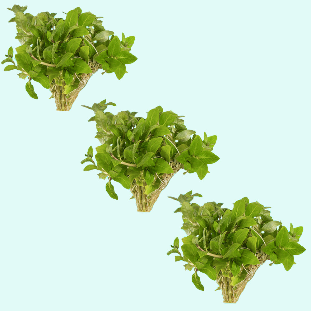 S Repens Staurogyne Portion, live plants, Texas sale.