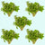 S Repens Staurogyne, portion, live plants, Canton, TX aquarium.