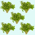 S Repens Staurogyne, portion, live plants, Canton, TX aquarium.