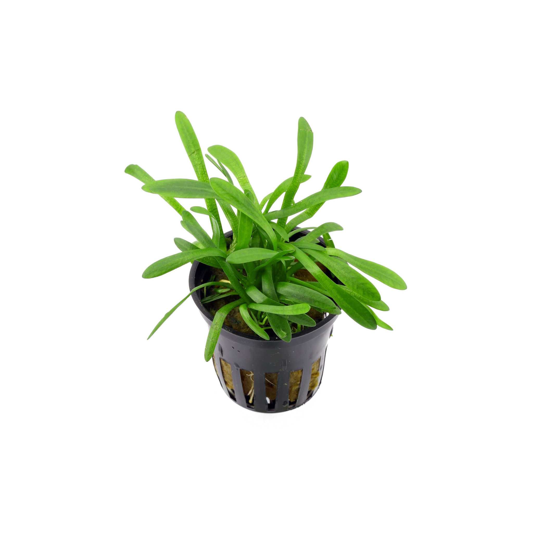 Sagittaria Pusilus NarrowLeaf 3 Plants