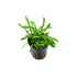 Sagittaria Pusilus NarrowLeaf 3 Plants