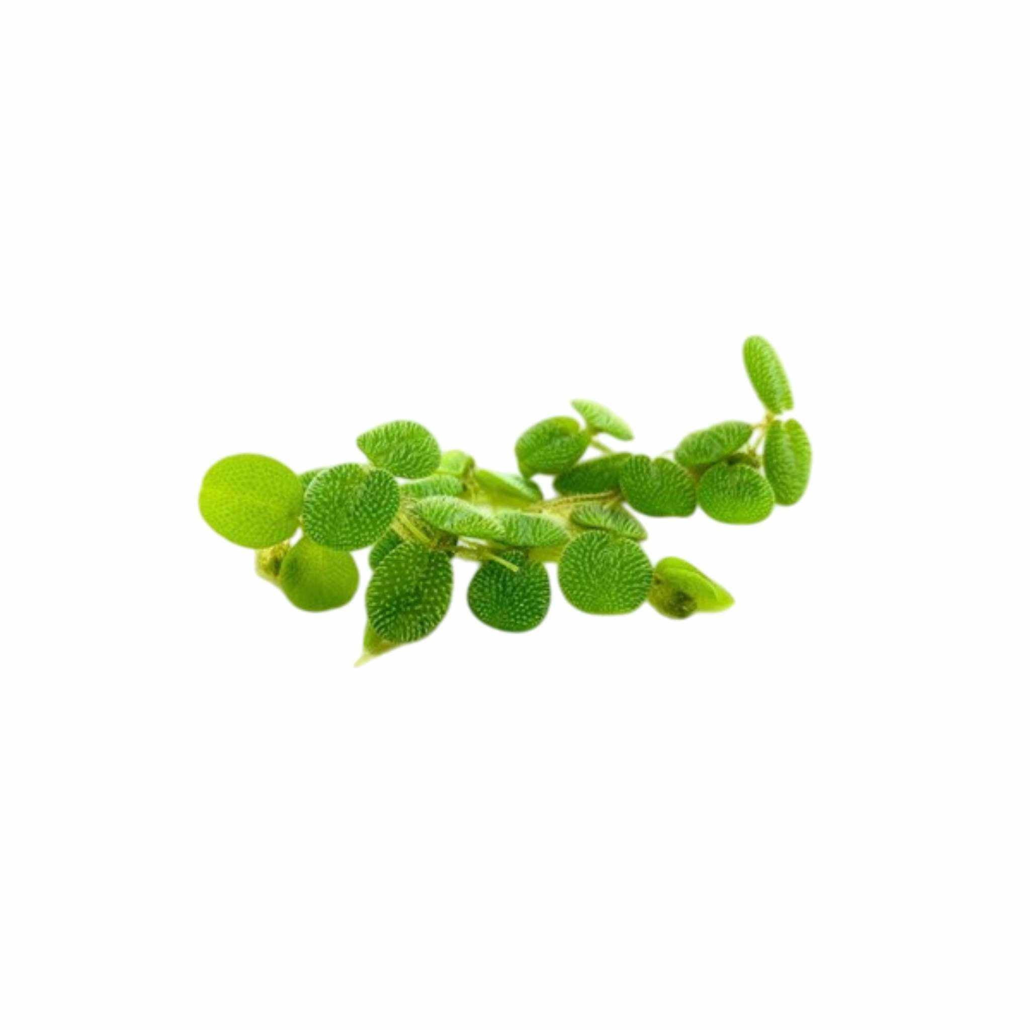 Salvinia Floating Plants
