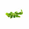 Salvinia Floating Plants
