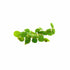 Salvinia Floating Plants