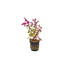 Scarlet Temple (Alternanthera Reineckii)