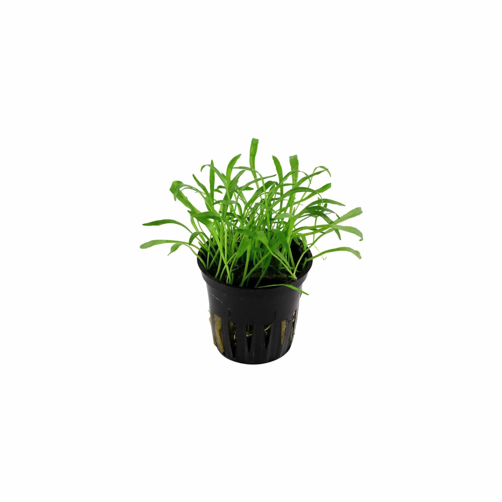 Lilaeopsi Braslilensis