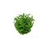 10X Staurogyne Repens Clumps Live Aquarium Plants