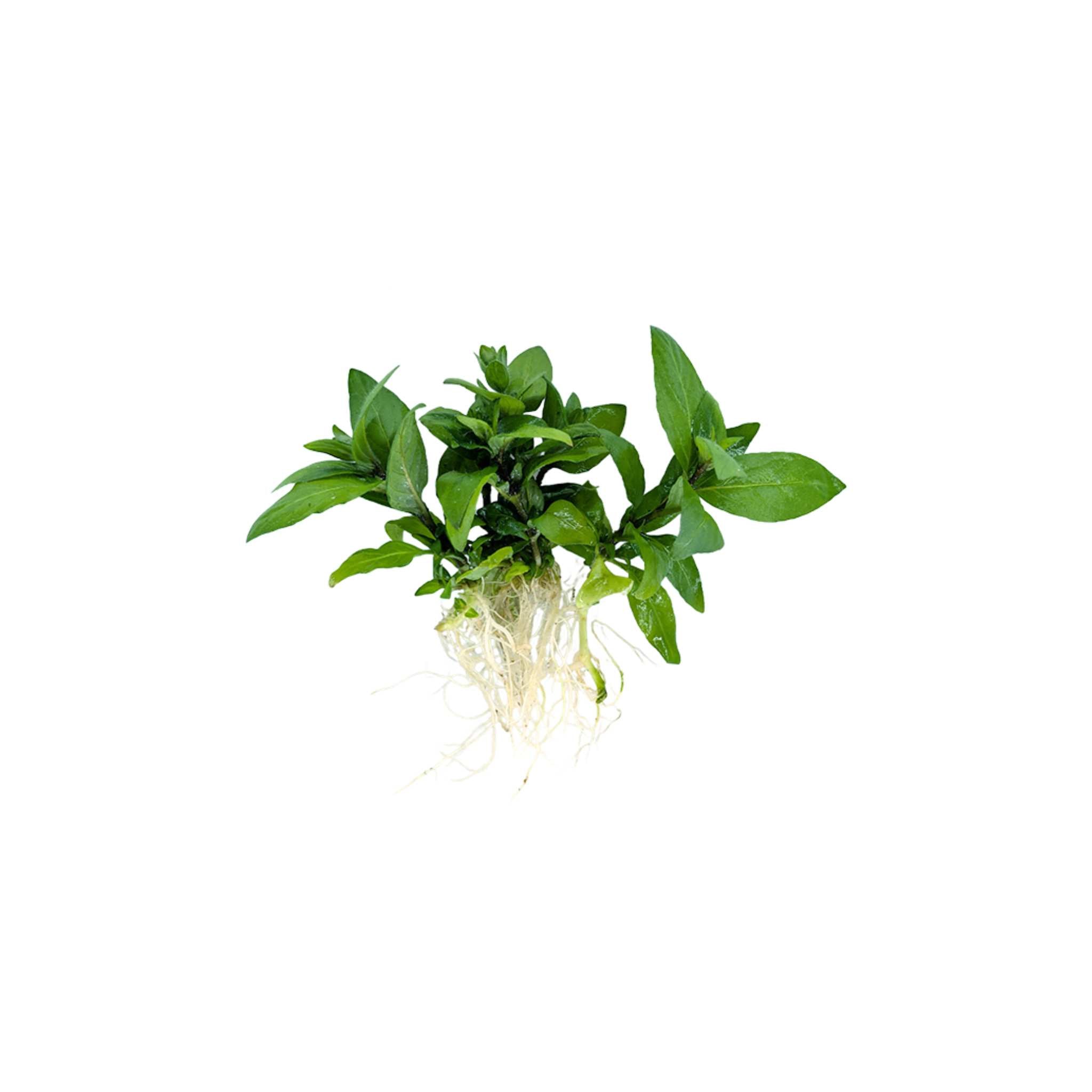Staurogyne Repens Portion