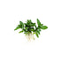 Staurogyne Repens Portion