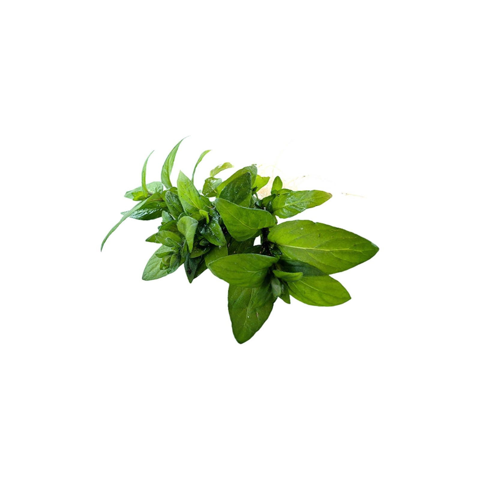 Staurogyne Repens Portion