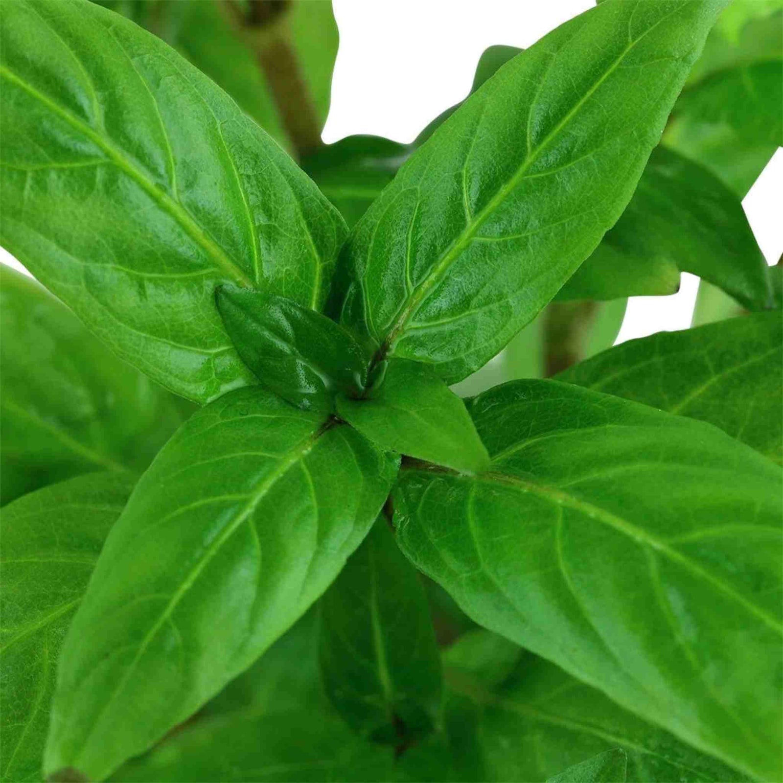 Staurogyne Repens Portion