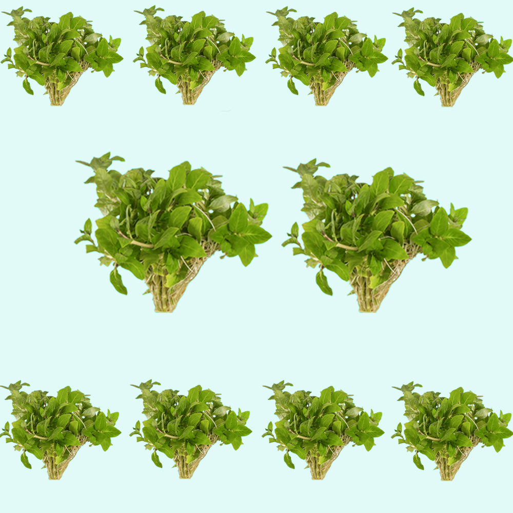 Staurogyne S Repens Portion, USA aquarium plants.