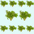 Staurogyne S Repens Portion, USA aquarium plants.