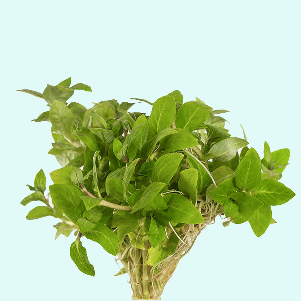 Staurogyne S Repens Portion, aquarium plants, USA sale.