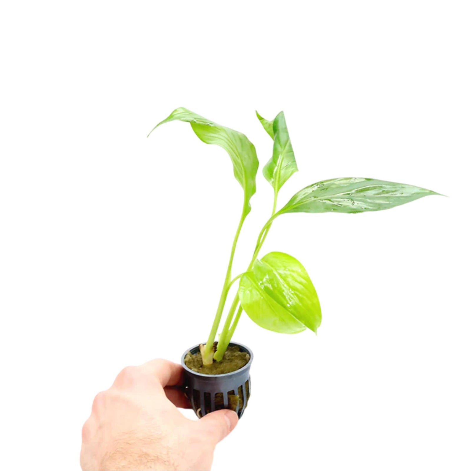 Brazilian Sword “Peace Lily” (Spathiphyllum sp)