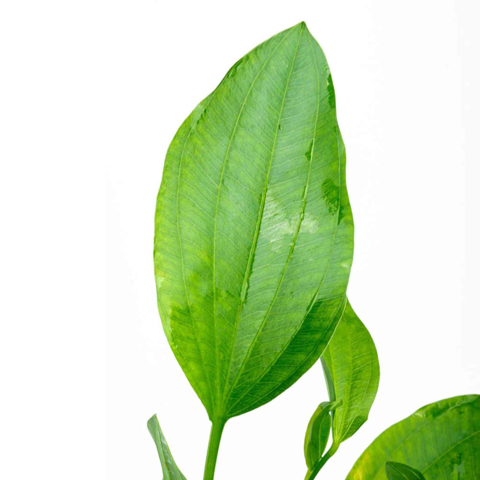 Grandifolius 