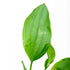 Grandifolius "Rangeri" Sword Argentinensis