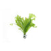 Java Fern Microsorum "Thors Hammer"