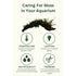 Tips for caring for aquarium moss on driftwood: water, light, trim