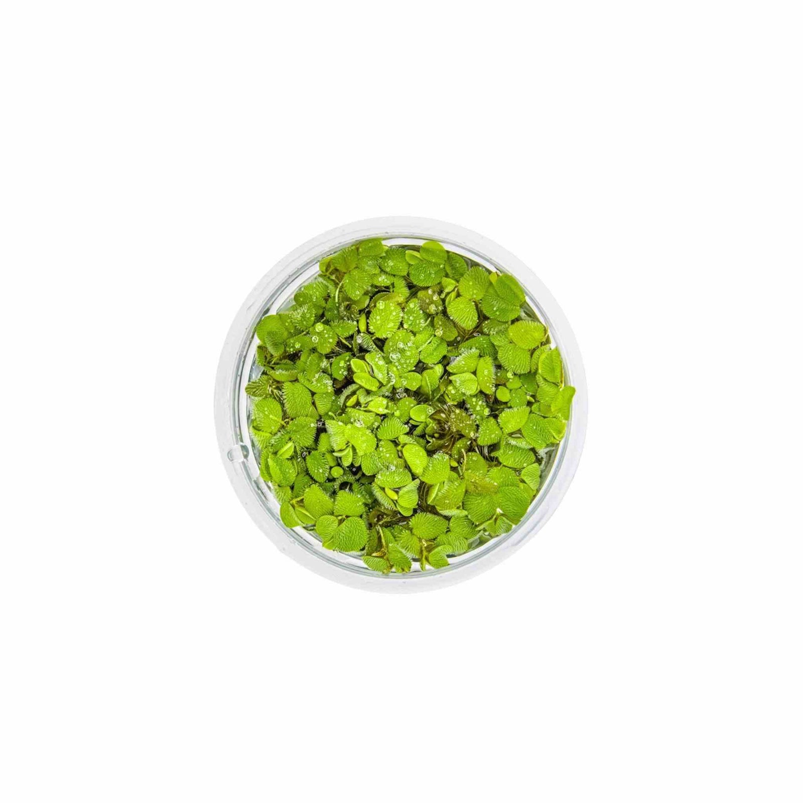 Salvinia Floating Plants