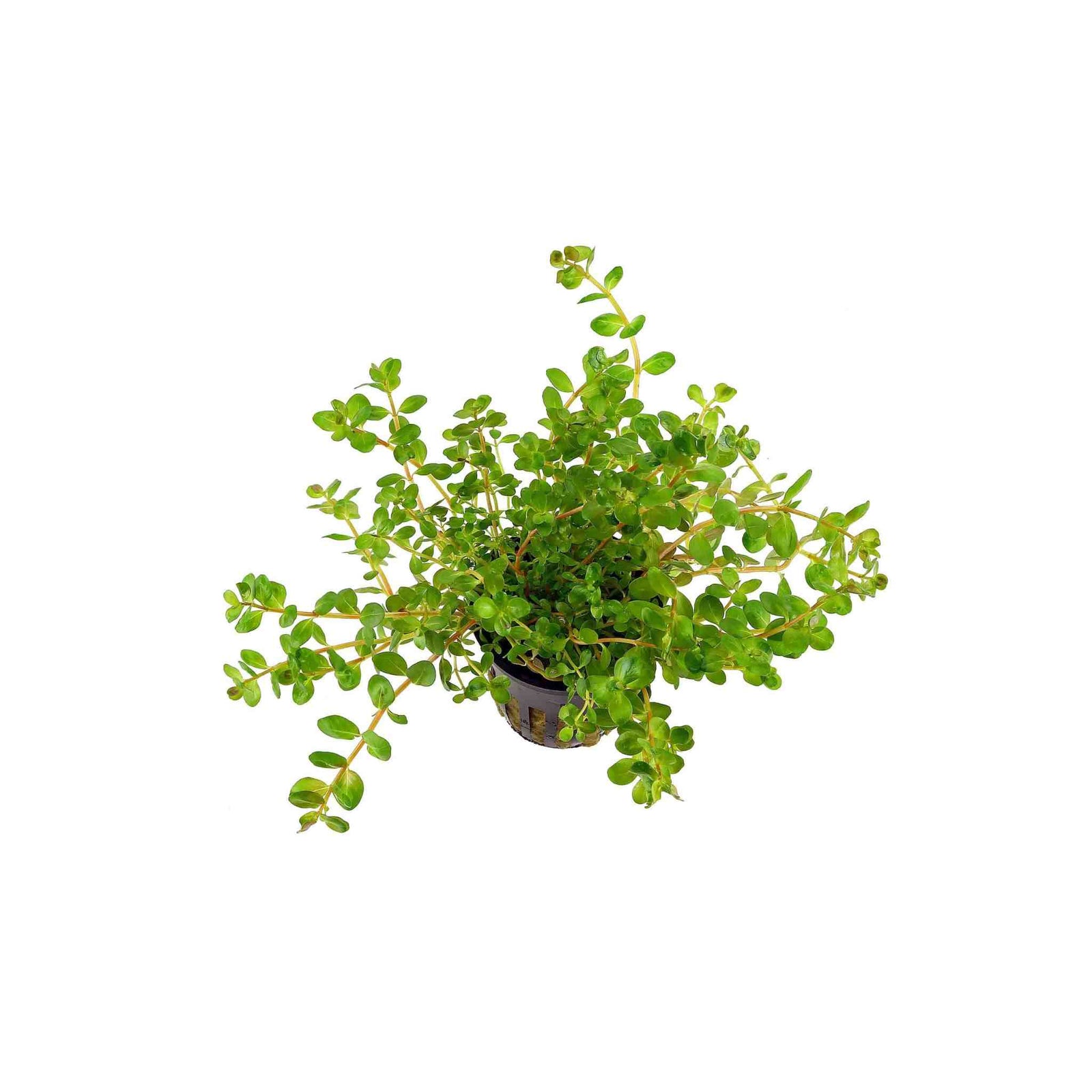 Rotala Indica Rotundifolia