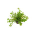 Rotala Indica Rotundifolia